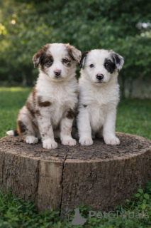 Zdjęcie №1. border collie - na sprzedaż w Akrotiri | negocjowane | Zapowiedź №169053