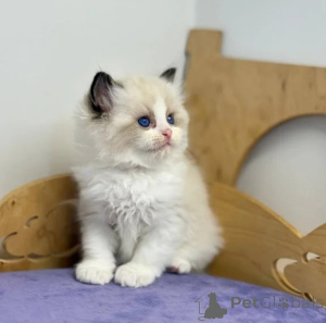 Zdjęcie №1. ragdoll - na sprzedaż w Goslar | 1674zł | Zapowiedź № 176687