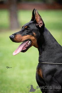 Dodatkowe zdjęcia: Doberman szczeniaki