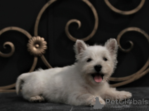 Dodatkowe zdjęcia: suczka szczeniaka west highland white terrier