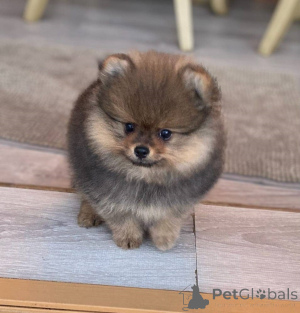 Zdjęcie №1. pies nierasowy - na sprzedaż w Paryż | 909zł | Zapowiedź №162754