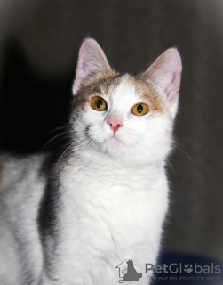 Zdjęcie №2 do zapowiedźy № 133456 na sprzedaż   - wkupić się Federacja Rosyjska 