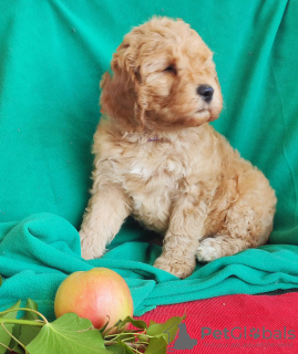 Zdjęcie №3. Szczenięta australijskiego Labradoodle. Czarnogóra