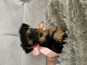 Zdjęcie №4. Sprzedam yorkshire terrier w Nowokuźnieck. prywatne ogłoszenie - cena - 499zł