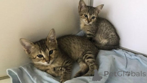 Zdjęcie №3. Ägyptische mau-tabby-kätzchen zur adopcja. Niemcy