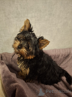 Zdjęcie №1. yorkshire terrier biewer, yorkshire terrier - na sprzedaż w Wilno | 3109zł | Zapowiedź №161228