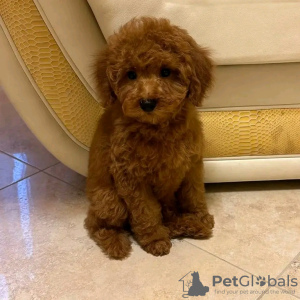 Zdjęcie №3. Poodle looking for new homes. Portugalia