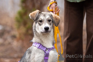 Zdjęcie №2 do zapowiedźy № 138991 na sprzedaż  pies nierasowy - wkupić się Federacja Rosyjska prywatne ogłoszenie