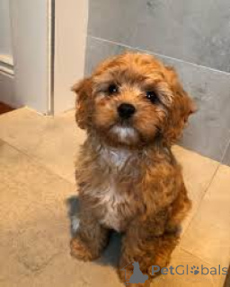 Zdjęcie №3. Cavapoo-Welpen zu verkaufen. Francja
