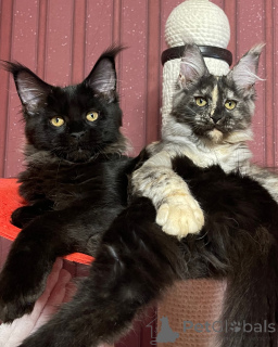 Zdjęcie №3. Maine coony. Wielka Brytania