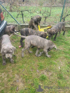 Dodatkowe zdjęcia: Cane Corso szczenięta