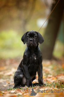 Dodatkowe zdjęcia: Szczenięta włoskiego Cane Corso