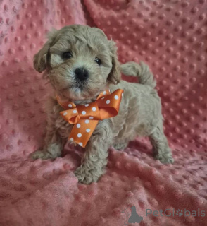 Zdjęcie №3. wspaniały miot Maltipoo Puppy. Niemcy