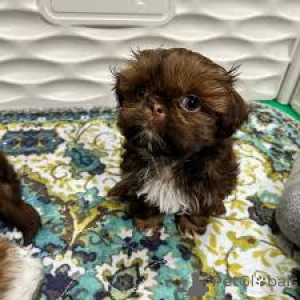 Zdjęcie №3. Chiots Shih Tzu dostępne à la vente.. Francja