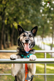 Zdjęcie №4. Sprzedam  w Москва.  - cena - Bezpłatny