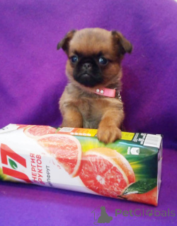 Zdjęcie №2 do zapowiedźy № 162923 na sprzedaż  brabantczyk - wkupić się Federacja Rosyjska 