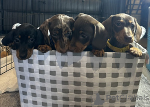 Zdjęcie №3. Glatte Zwerghaardackel. Niemcy