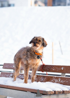 Zdjęcie №2 do zapowiedźy № 163725 na sprzedaż  pies nierasowy - wkupić się Federacja Rosyjska prywatne ogłoszenie