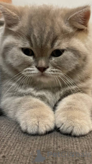 Zdjęcie №2 do zapowiedźy № 135419 na sprzedaż  kot brytyjski krótkowłosy - wkupić się Polska prywatne ogłoszenie, hodowca