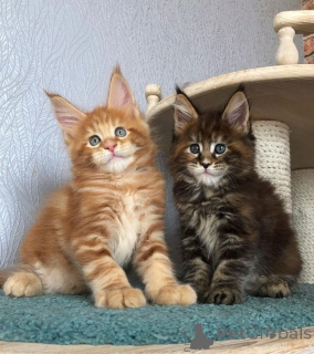 Zdjęcie №2 do zapowiedźy № 157780 na sprzedaż  maine coon - wkupić się Niemcy prywatne ogłoszenie