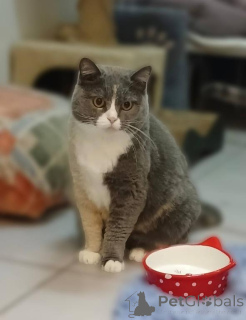 Zdjęcie №1.  - na sprzedaż w Chimki | Bezpłatny | Zapowiedź № 161961