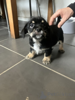 Zdjęcie №2 do zapowiedźy № 159153 na sprzedaż  chihuahua (rasa psów) - wkupić się USA prywatne ogłoszenie