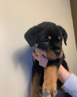 Zdjęcie №1. rottweiler - na sprzedaż w Aalen | Bezpłatny | Zapowiedź №176058