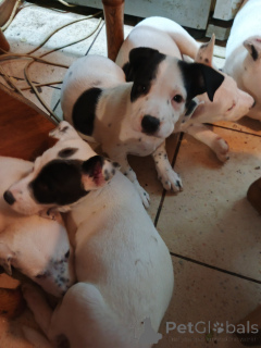 Zdjęcie №1. amerykański staffordshire terier - na sprzedaż w Kijów | negocjowane | Zapowiedź №146375