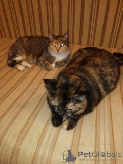 Dodatkowe zdjęcia: Kochane trójkolorowe koty Mixi i żółwik Nika szukają domu!