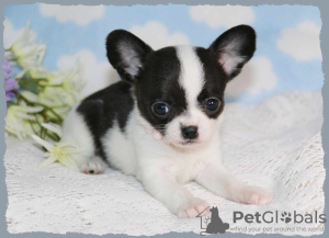 Zdjęcie №3. Wunderschöne Chihuahua-Welpen stehen zur Adopcja zur Verfügung. Niemcy