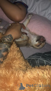 Zdjęcie №2 do zapowiedźy № 130384 na sprzedaż  chihuahua (rasa psów) - wkupić się Niemcy prywatne ogłoszenie, od żłobka