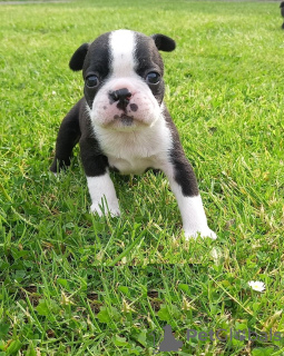 Zdjęcie №3. Urocze szczenięta Boston Terrier do bezpłatnej adopcji. Niemcy