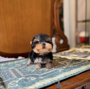 Zdjęcie №3. Piękny szczeniak z Yorkshire. USA