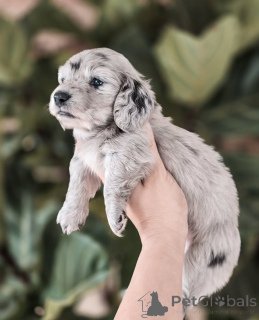 Zdjęcie №2 do zapowiedźy № 155451 na sprzedaż  jamnik - wkupić się Dania prywatne ogłoszenie