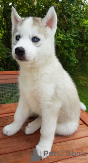 Dodatkowe zdjęcia: Już na sprzedaż szczenięta Champion Bloodline Siberian Husky