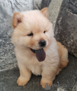 Zdjęcie №1. chow-chow - na sprzedaż w Lidköping | 4066zł | Zapowiedź №168264