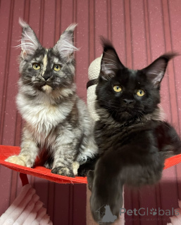 Zdjęcie №4. Sprzedam maine coon w Miasto Londynu. hodowca - cena - negocjowane
