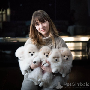 Zdjęcie №3. Sprzedam szczenięta szpic pomeranian. Niemcy
