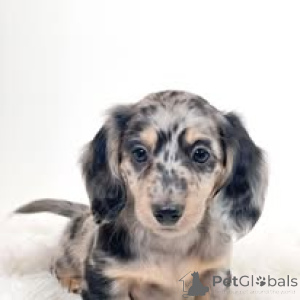 Zdjęcie №3. Teckelpuppy'ego. Holandia