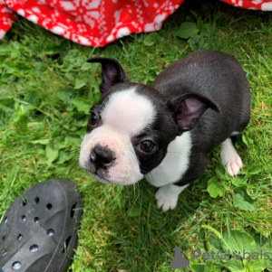 Zdjęcie №3. Urocze szczenięta Boston Terrier do bezpłatnej adopcji. Niemcy