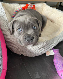 Zdjęcie №3. Chiots Staffordshire Terrier dostępne à la vente.. Francja