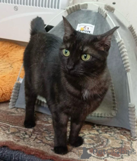 Zdjęcie №4. Sprzedam  w Rzeka Moskwa. prywatne ogłoszenie - cena - Bezpłatny