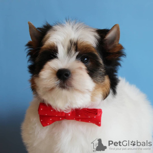 Zdjęcie №4. Sprzedam yorkshire terrier biewer w Mińsk.  - cena - negocjowane