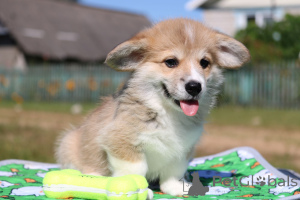 Zdjęcie №3. Dziewczynka Pembroke Welsh Corgi. Białoruś