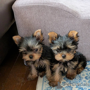 Zdjęcie №1. yorkshire terrier - na sprzedaż w Lipsk | negocjowane | Zapowiedź №172897