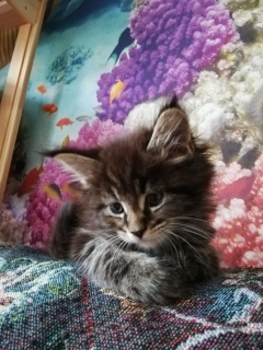 Zdjęcie №2 do zapowiedźy № 2198 na sprzedaż  maine coon - wkupić się Federacja Rosyjska hodowca