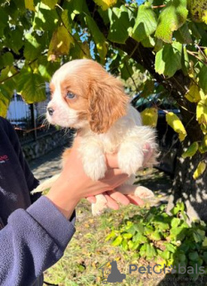 Dodatkowe zdjęcia: Cavalier King Charles Spaniel