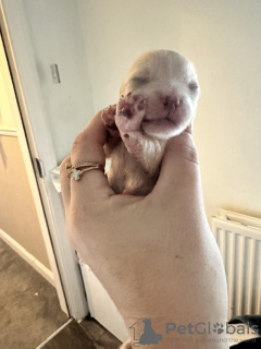 Zdjęcie №3. Bardzo piękne szczenięta Xs Pomeranian Pomeranian. USA