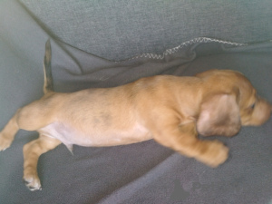 Zdjęcie №4. Sprzedam jamnik w Dnipro. hodowca - cena - 420zł