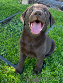 Zdjęcie №4. Sprzedam labrador retriever w Monachium. prywatne ogłoszenie, hodowca - cena - negocjowane